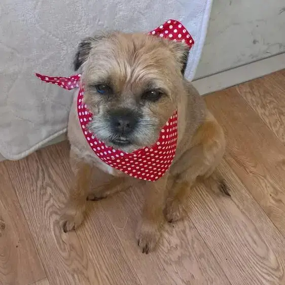 Border Terrier