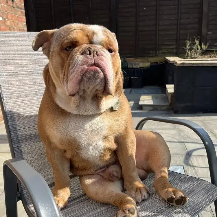 Bulldog