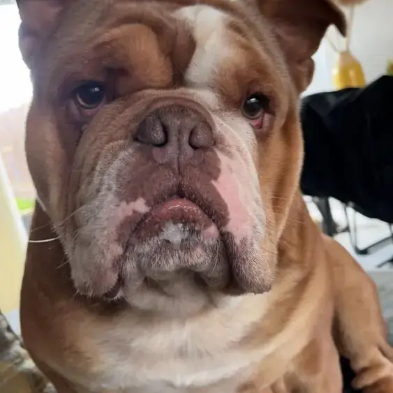Bulldog