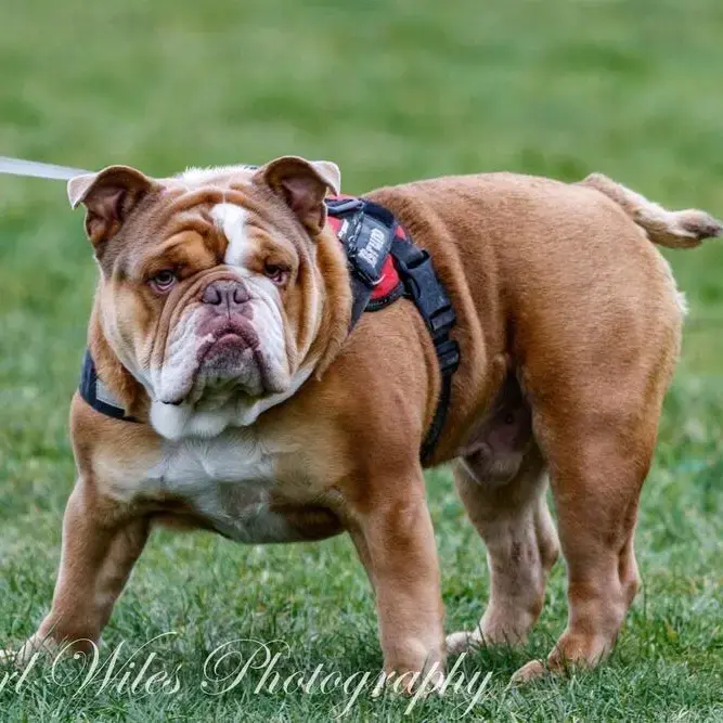 Bulldog