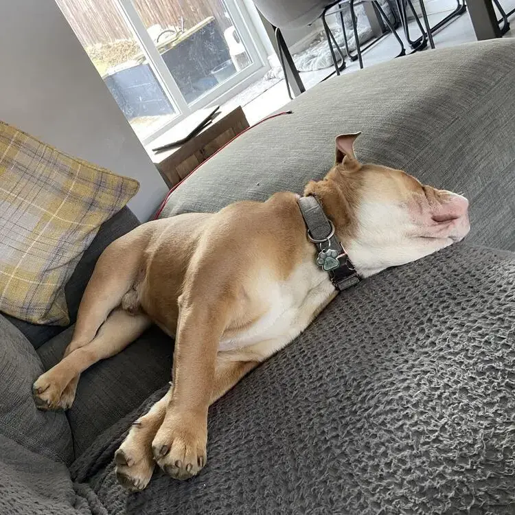 Bulldog