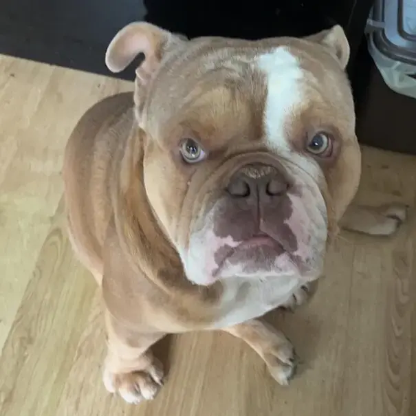 Bulldog