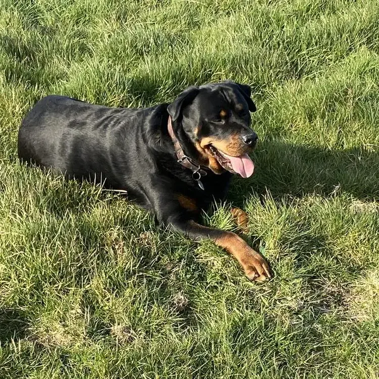 Rottweiler