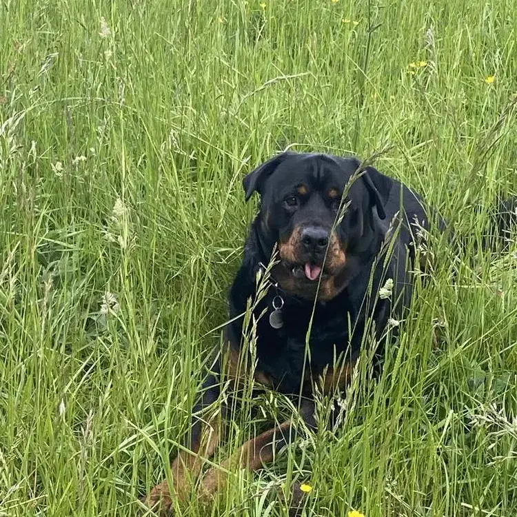Rottweiler