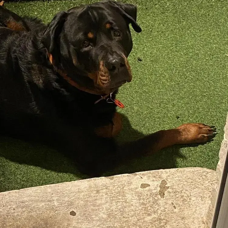 Rottweiler