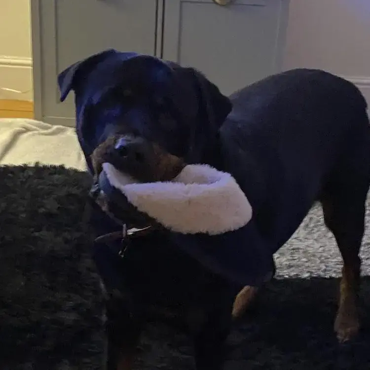 Rottweiler