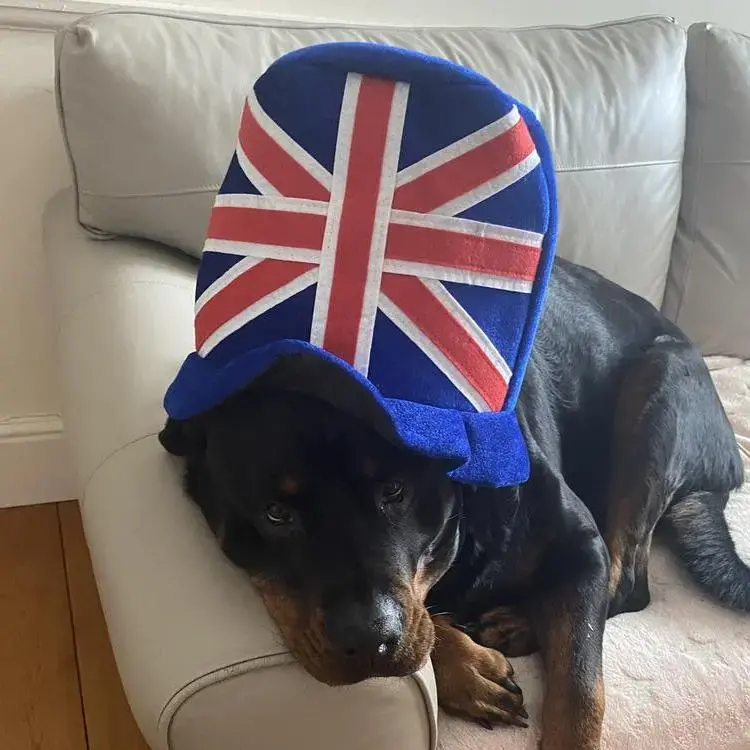 Rottweiler