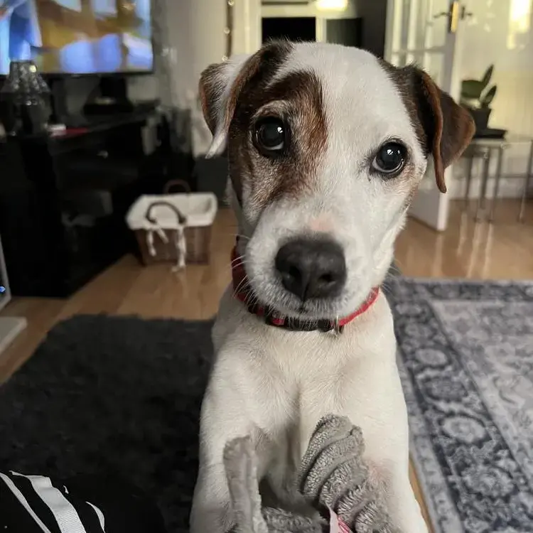 Parson Russell Terrier