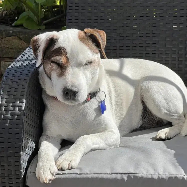 Parson Russell Terrier