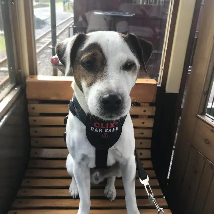 Parson Russell Terrier