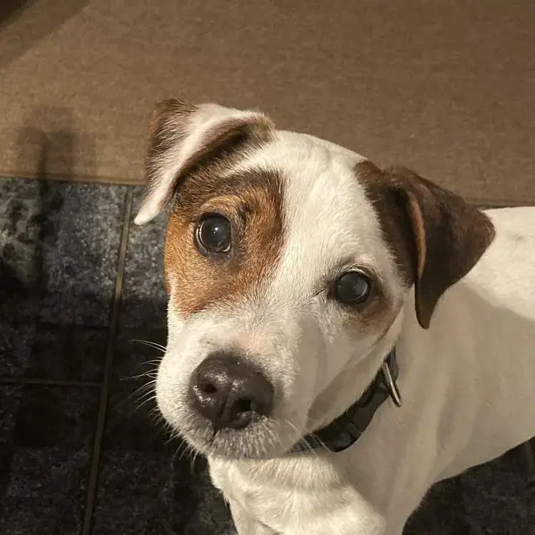 Parson Russell Terrier