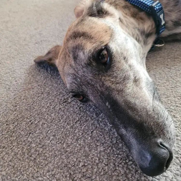 Greyhound