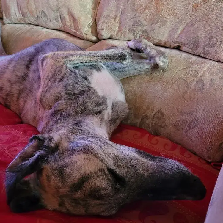 Greyhound
