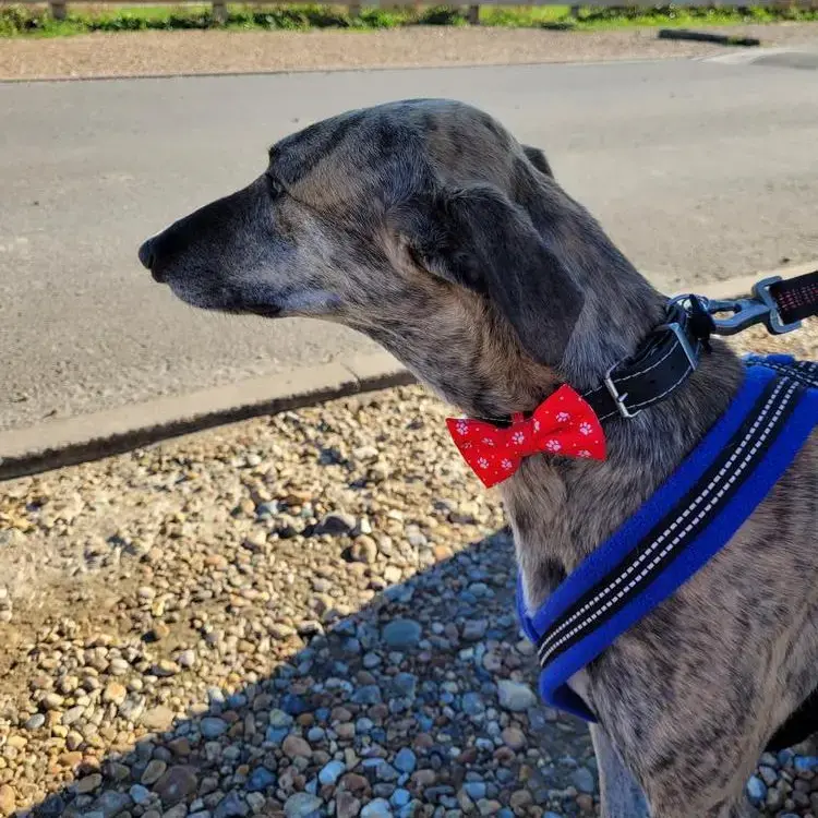 Greyhound