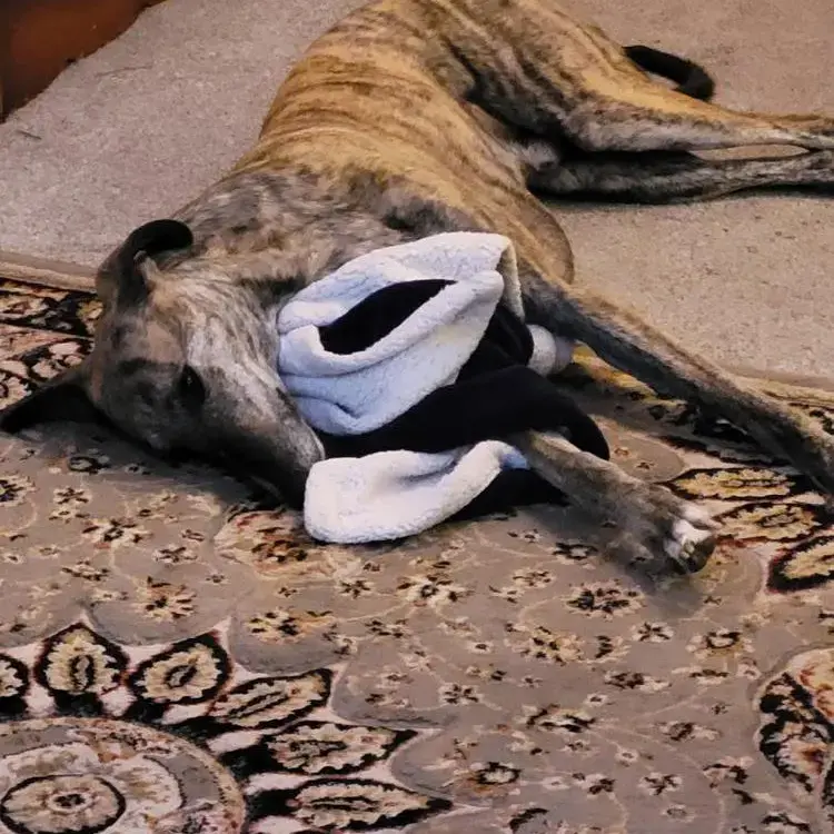 Greyhound
