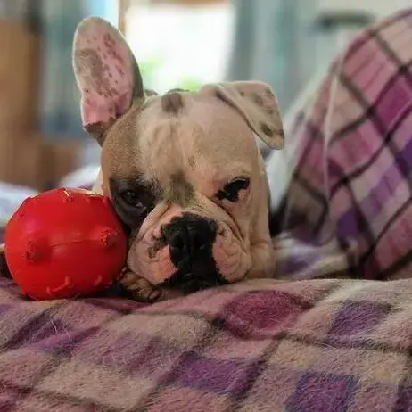 French Bulldog