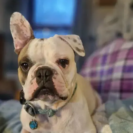 French Bulldog