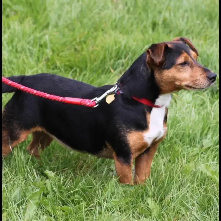 Jack Russell Terrier