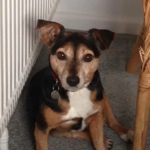 Jack Russell Terrier