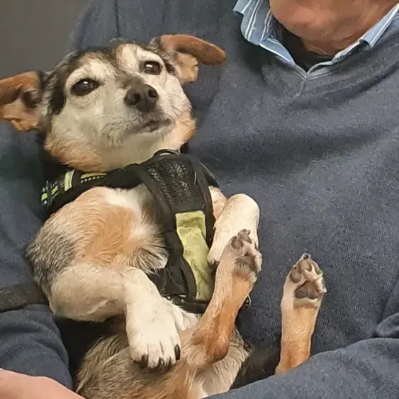 Jack Russell Terrier