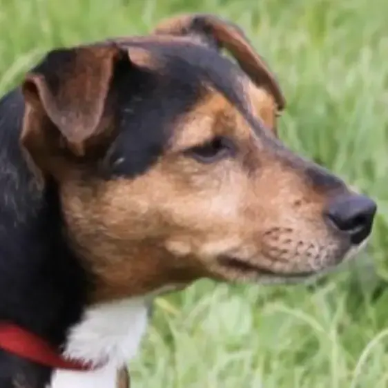 Jack Russell Terrier