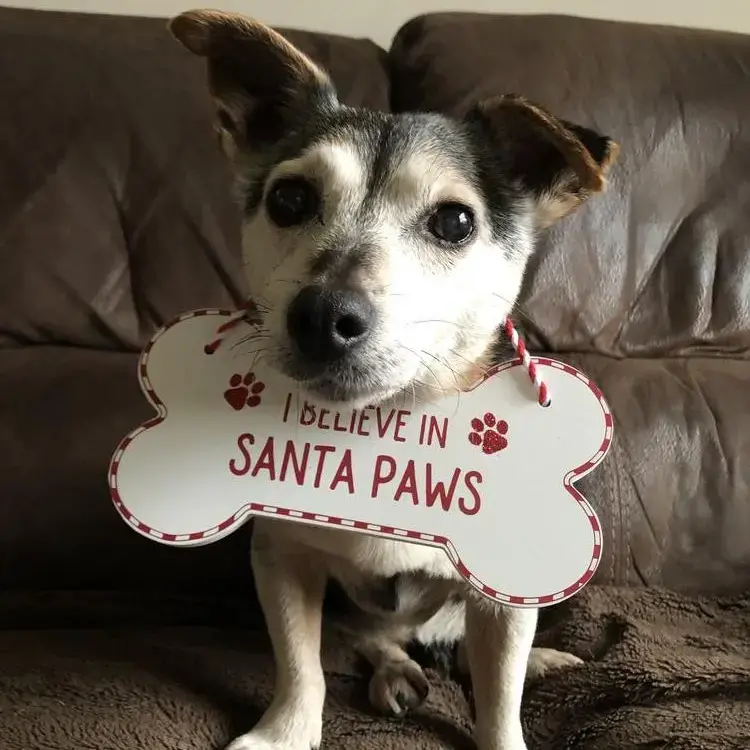 Jack Russell Terrier