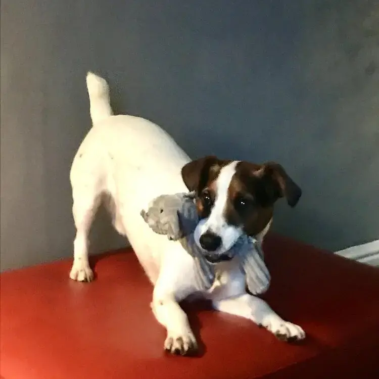 Jack Russell Terrier