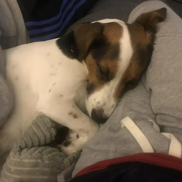 Jack Russell Terrier