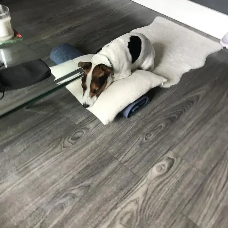 Jack Russell Terrier