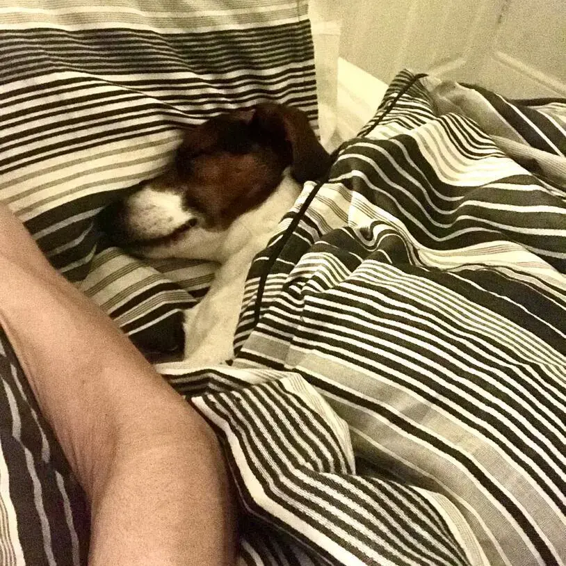 Jack Russell Terrier