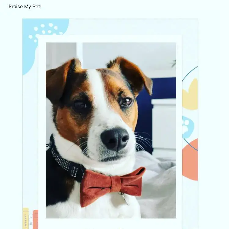 Jack Russell Terrier