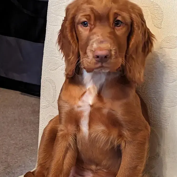 Cocker Spaniel (English)