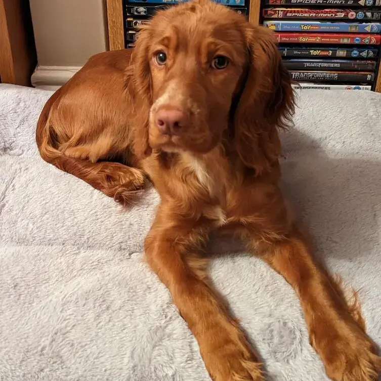 Cocker Spaniel (English)