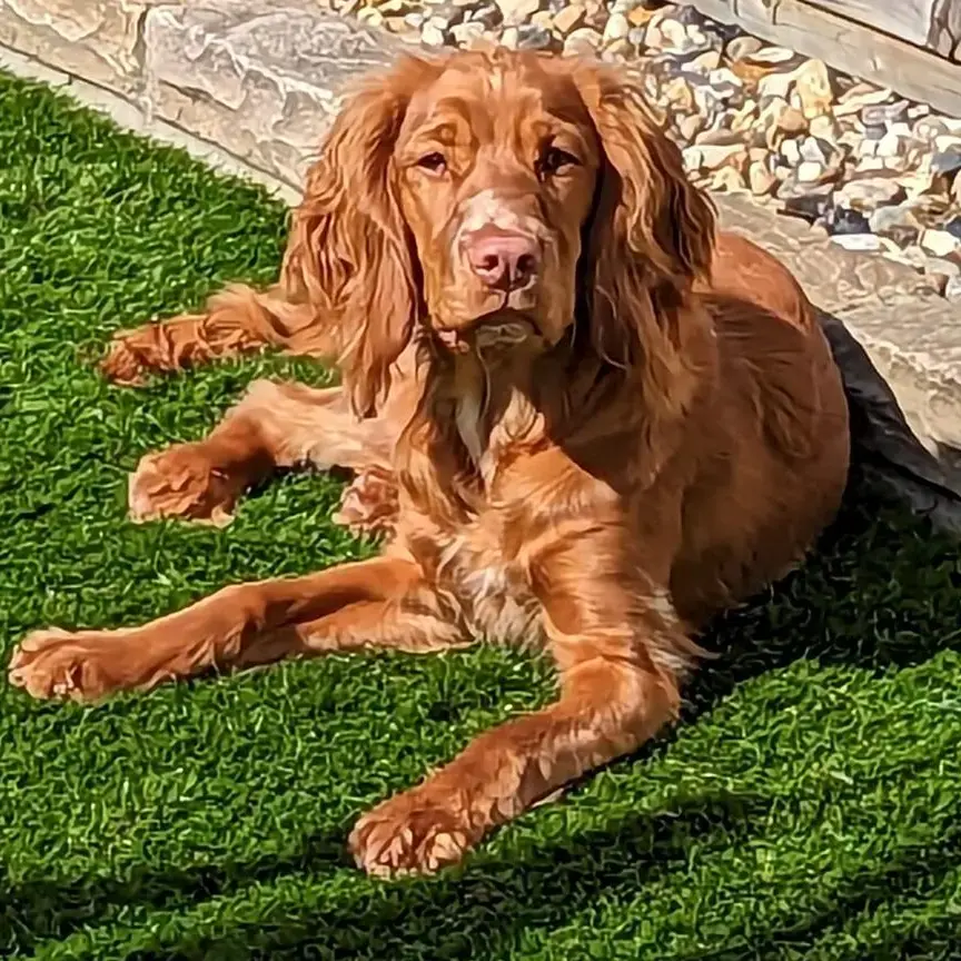 Cocker Spaniel (English)