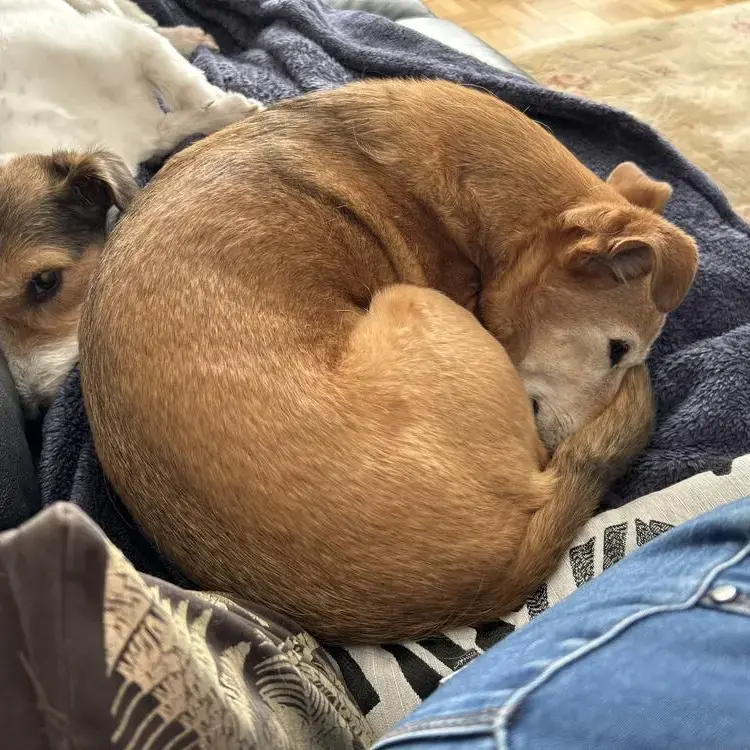 Jack Russell Terrier