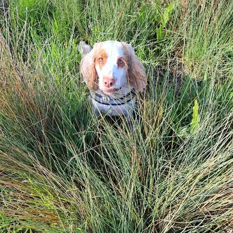 Cocker Spaniel (English)