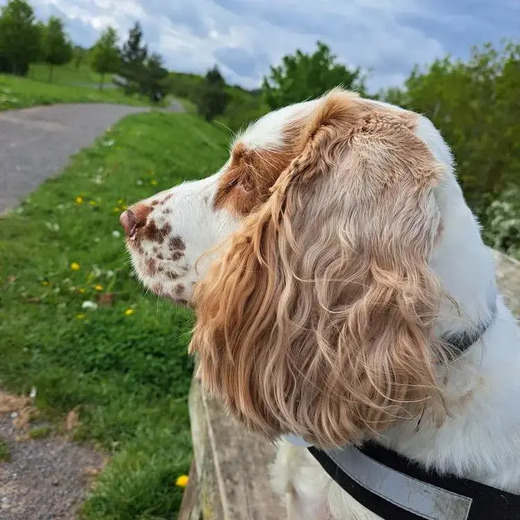 Cocker Spaniel (English)
