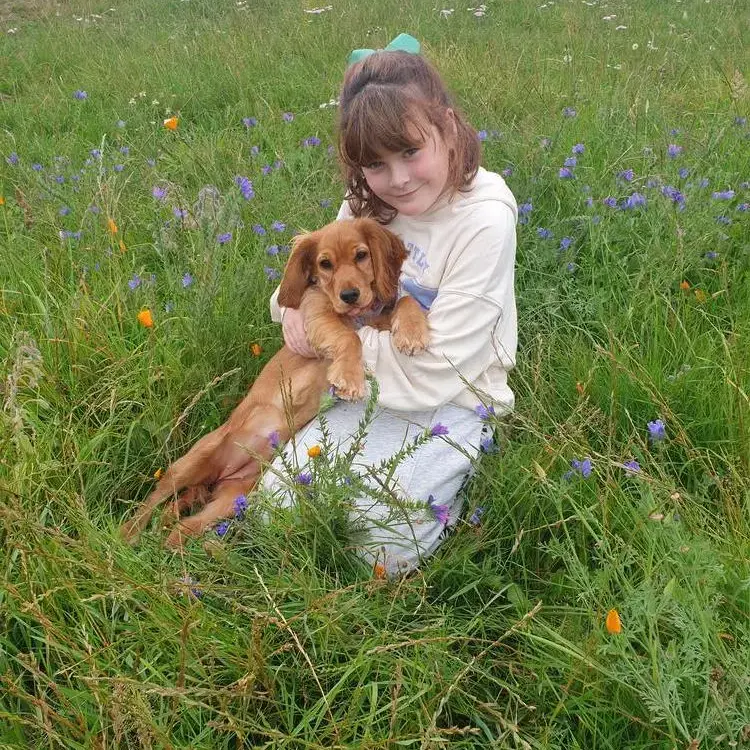 Cocker Spaniel (English)