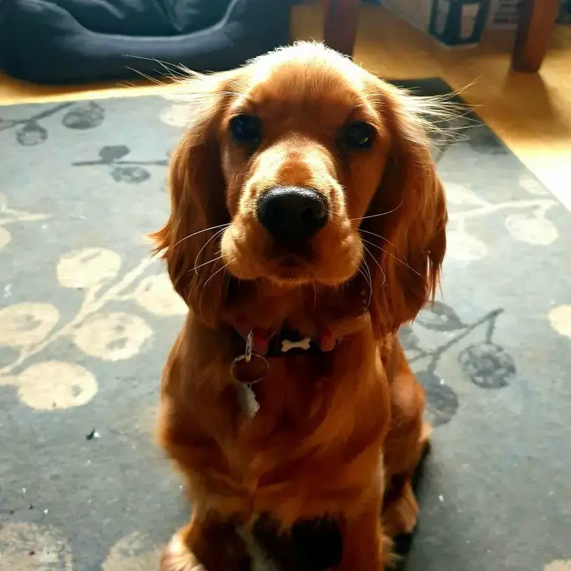 Cocker Spaniel (English)