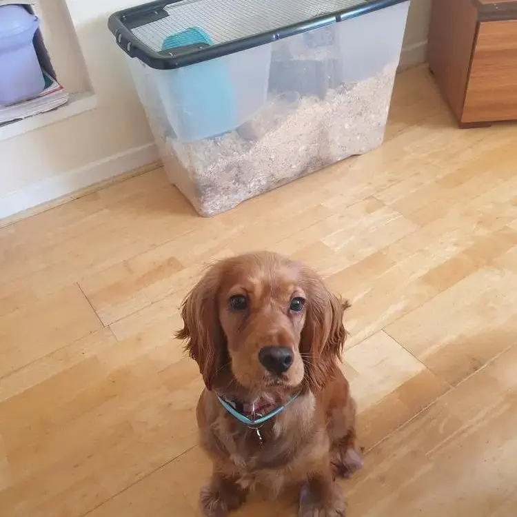 Cocker Spaniel (English)