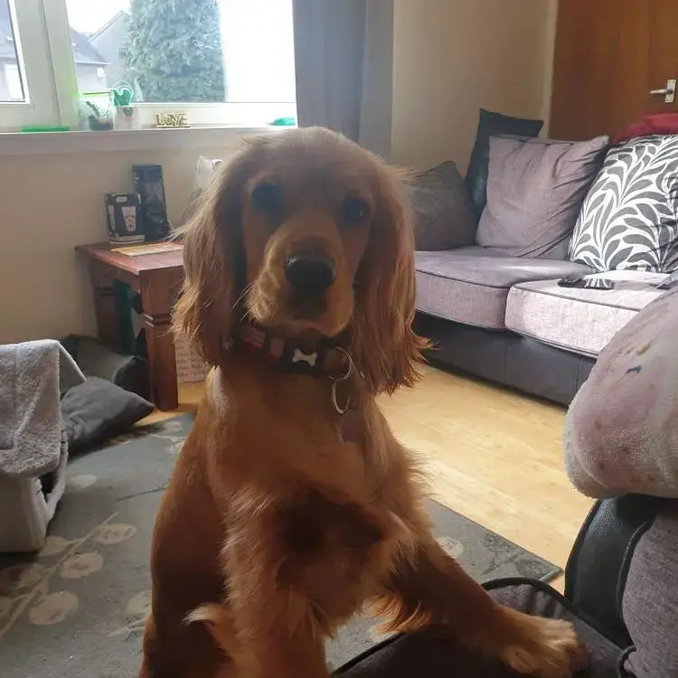 Cocker Spaniel (English)