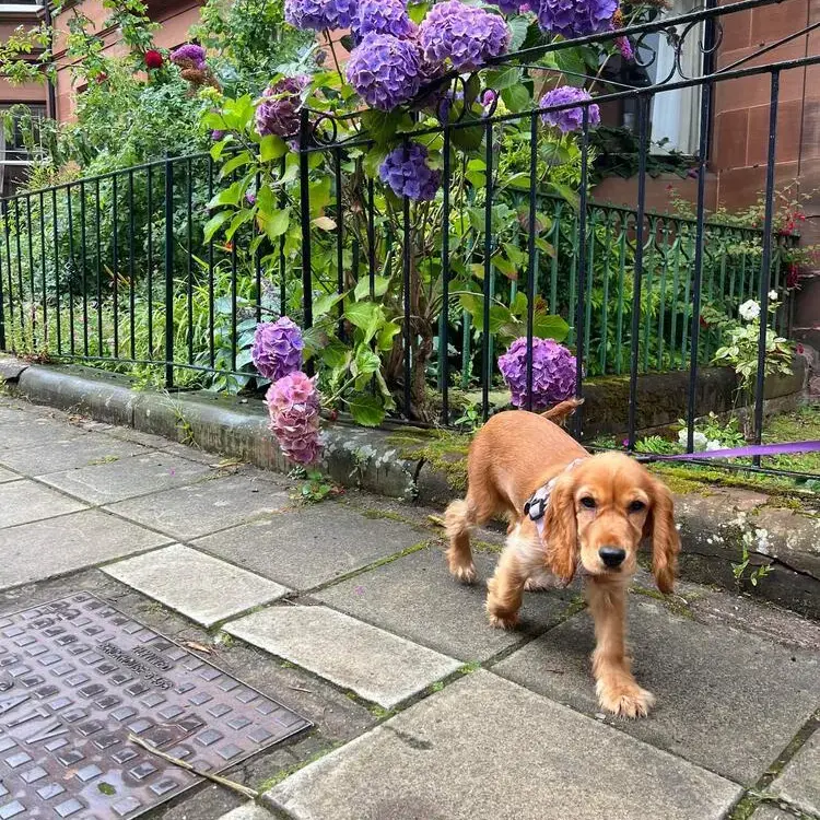 Cocker Spaniel (English)