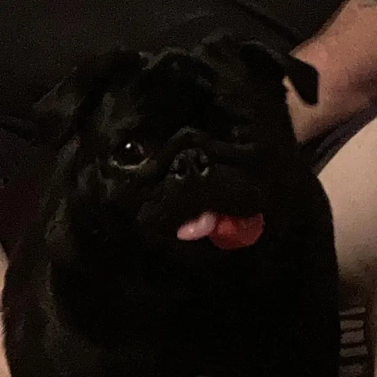 Pug
