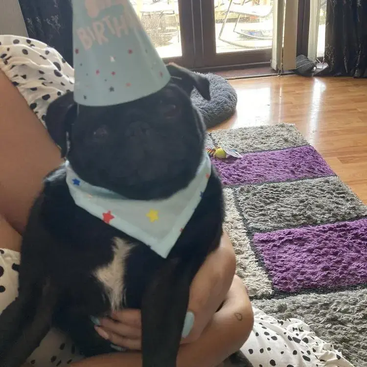 Pug
