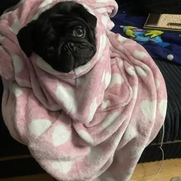 Pug