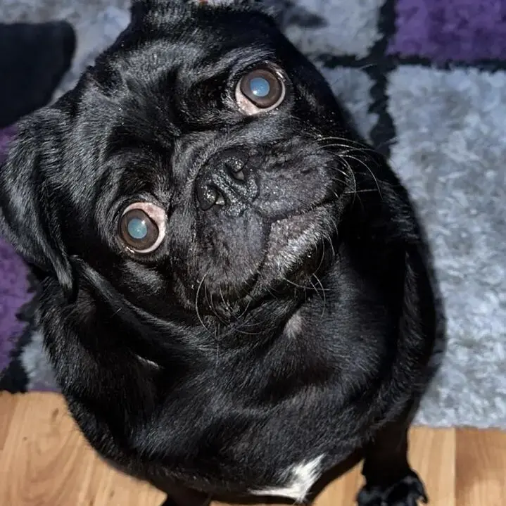 Pug