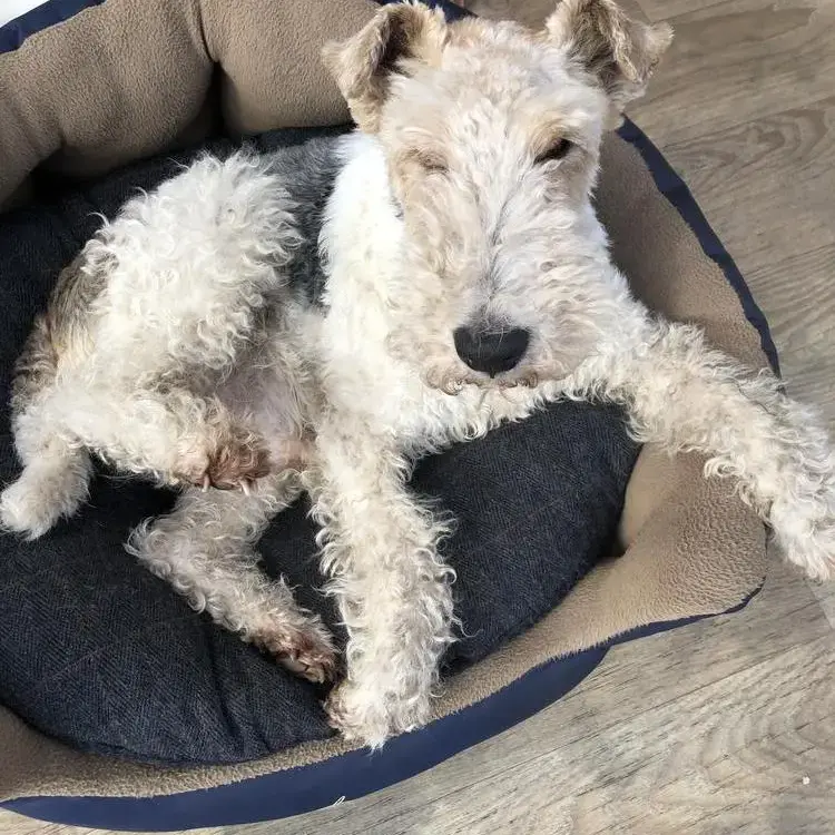 Fox Terrier Wire Coat