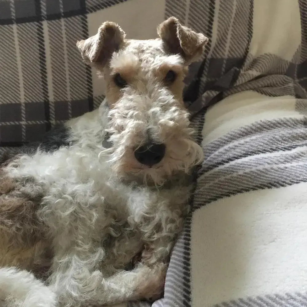 Fox Terrier Wire Coat