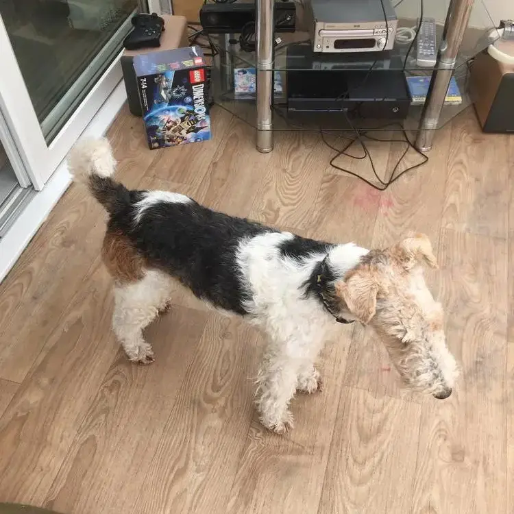 Fox Terrier Wire Coat