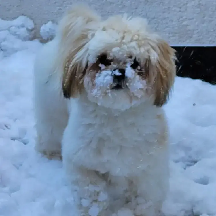 Lhasa Apso